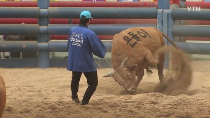 럼피스킨병 확산에 청도 소싸움도 중단..."당분간 휴장" / YTN
