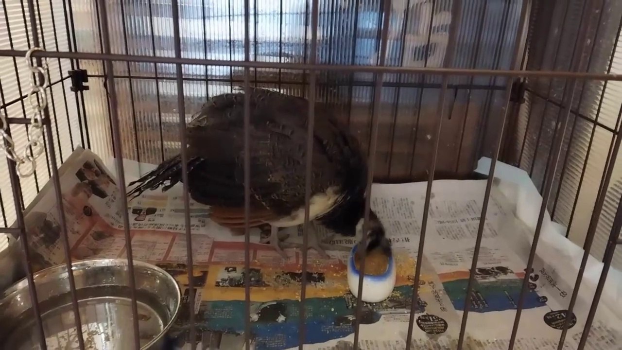 Peacock Happy