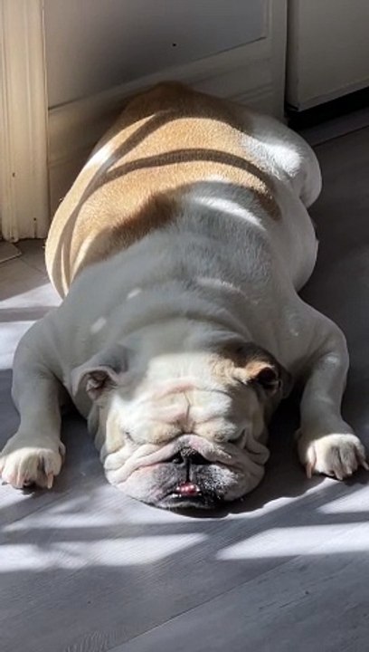 Sleepy Barks From English Bulldog