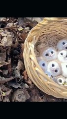 Do_you_love_owls__-_-_Tag_someone_who_needs_to_see_this--_-_Follow_--_@owls_bein