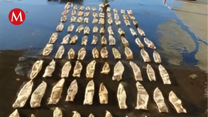 Decomisan casi 50 kilos de buche de totoaba en la frontera de Sonora con EU