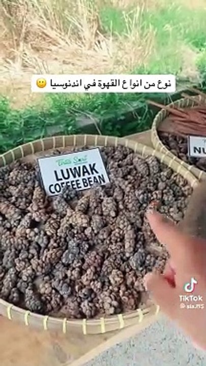 Voici le café le plus cher du monde : Le kopi luwak