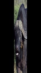 Les pic-bœufs cueillent le nez du buffle