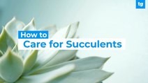 How To Care For Succulents | Tom's Guide