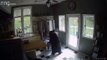 Aux États-Unis, un ours s’introduit dans une maison pour voler des lasagnes surgelées (vidéo 3)