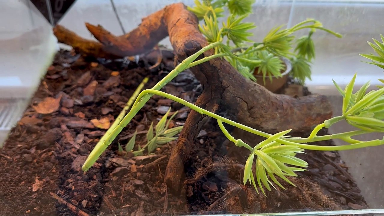 Żywe pająki i skorpiony z całego świata w Lubawskim Ośrodku Kultury!