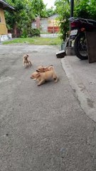 Des chiots espiègles perturbent le pauvre chaton