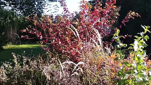 Dziennik Zachodni / Katowice Ogrody Działkowe / Arkadiusz Gola