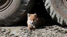 what do fox !!