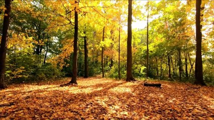 "Healing Frequencies: Soothing Ambient Music"