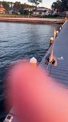 Great Blue Heron Wants to Square Up