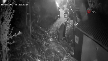 Ils ont kidnappé les ours qui arrivaient au centre du village en les torpillant.