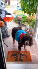 Berner présente une collection de costumes d'Halloween