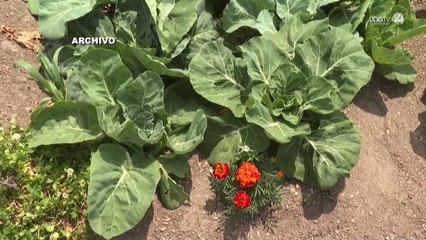 Programa "Sembrando Vida a Jalisco" llega para apoyar a campesinos y productores