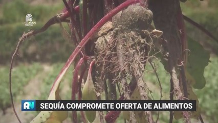 Sequía compromete oferta de alimentos
