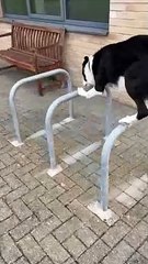 Mouvement de parkour époustouflant de Simbas