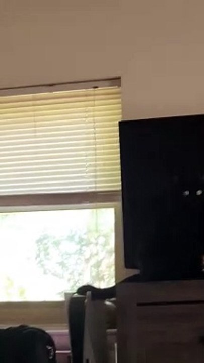 Yami The Anarchist Cat