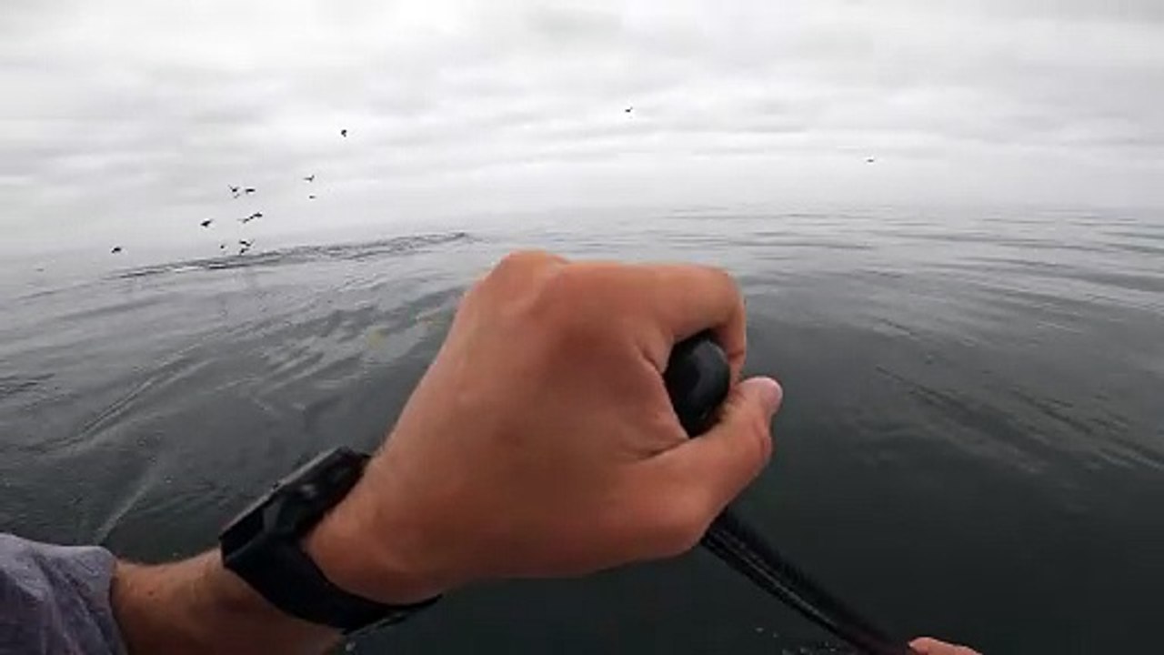 Two Whales Breach Just Feet From Paddleboarder
