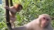 Monkey is funny