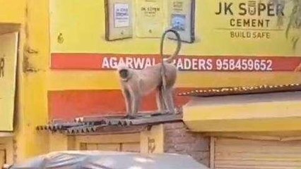 दमोह: बंदर के हमले से घायल हुए लोग,वन विभाग की अनदेखी से बढ़ी परेशानी