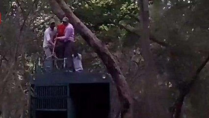पीलीभीत: पकड़ी गई बाघिन को जंगल में छोड़ा गया, 4 लोगों को उतार चुकी थी मौत के घाट