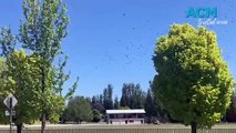 Flying Foxes move into Orange