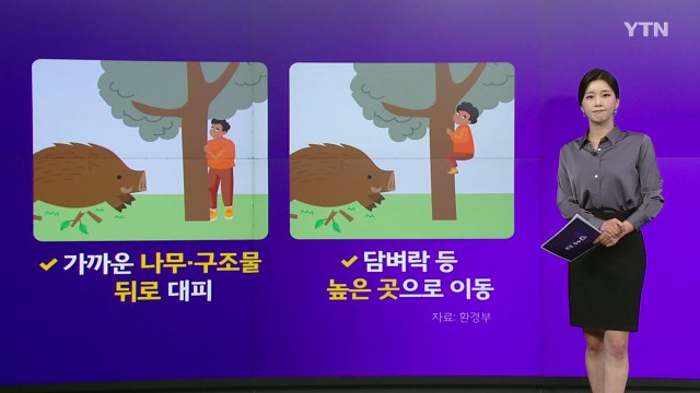 도심 멧돼지 출몰 지난해 2배↑...길가다 멧돼지 만난다면? [앵커리포트] / YTN