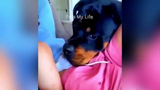 New Funny Animals 2023  Funniest Cats and Dogs Videos  Part 11