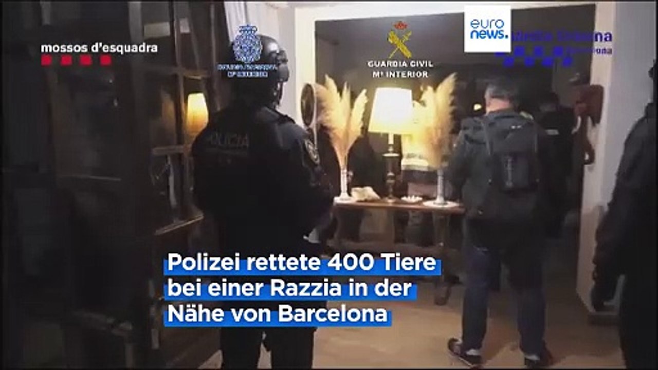 Hunderte Katzen und Hunde: Razzia gegen illegalen Tierhandel in Spanien