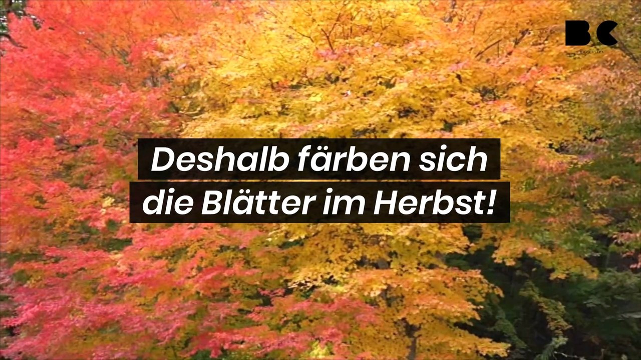 Deshalb färben sich die Blätter im Herbst!