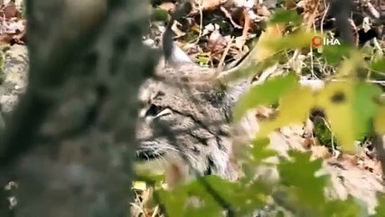 C'est ainsi que le lynx de la liste rouge a été aperçu en train de chasser la chèvre de montagne protégée.