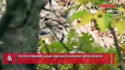Tunceli’de Kırmızı listedeki vaşak dağ keçisi avlarken görüntülendi