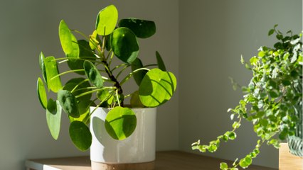 Satt und grün: Deshalb sollten Sie Ihre Zimmerpflanzen salzen