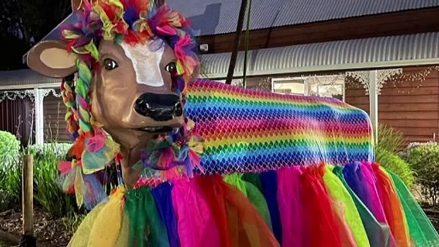 Western Australia town of Waroona celebrates return of stolen cow statue