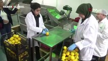 Hiç böyle tatmadınız... İki kadın girişimci portakallı zeytinyağı üretiyorlar: Soslarda da kullanılabilir