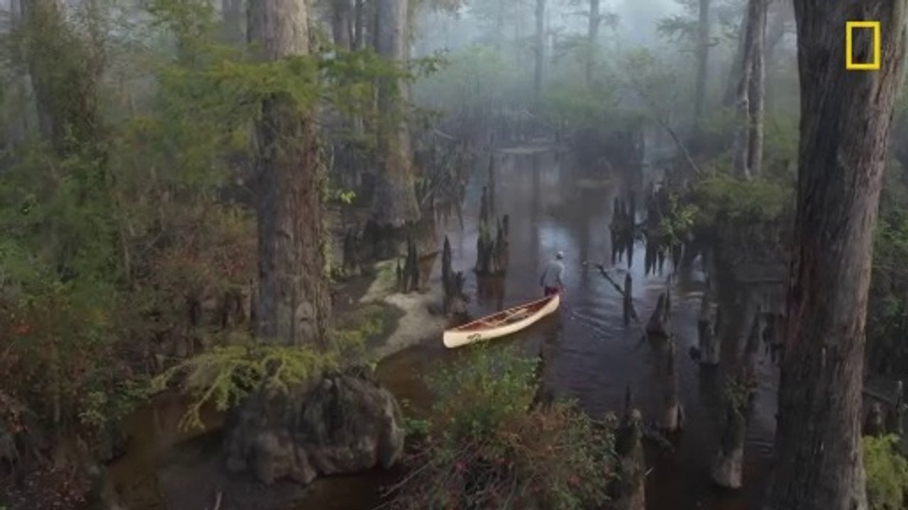 Bosques fantasmas