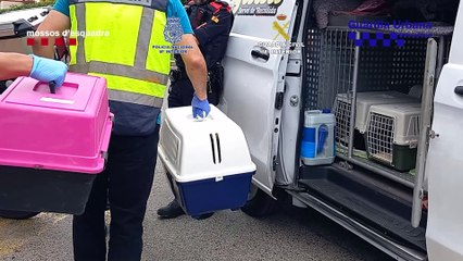 Una macro-operación rescata a 400 mascotas maltratadas por una red criminal en Barcelona