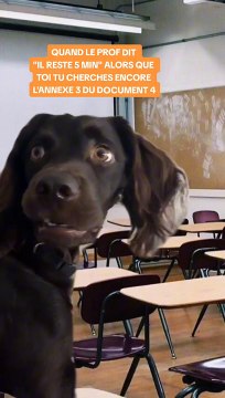 C’est une enfer de trouver les bonnes annexes pendant un contrôle #prof #ecole #humour #drole # tendance #chien