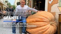 Une citrouille de 355 kilos devient la star d'une rue d'Antibes !