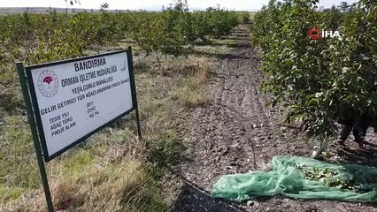 Balıkesir'de ekti, servete kondu: 1 milyon TL gelir elde etti!