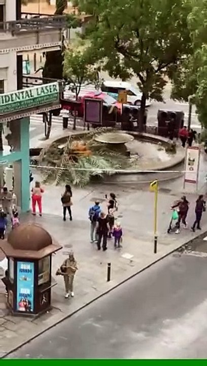 El viento derriba una gran palmera en Puerta Gallegos en Córdoba