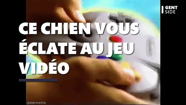 Ce chien est bien plus fort que vous aux jeux vidéo, et il va le prouver en direct