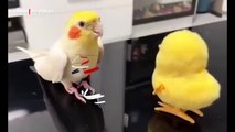 Oyuncağını birebir taklit eden sultan papağanı kahkahaya boğdu