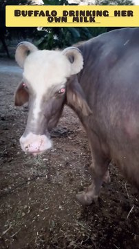 Buffalo drinking her own milk