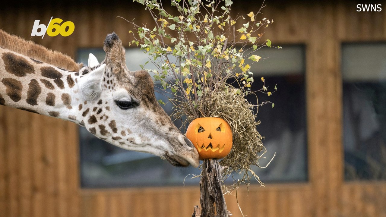 These Animals Are Loving Their Treat Stuffed Pumpkins