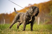 5 Perros Gigantes Cariñosos Y Leales Que Te Encantarán