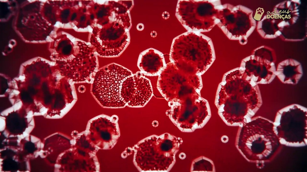Relação entre transição, microbiota e Disbiose