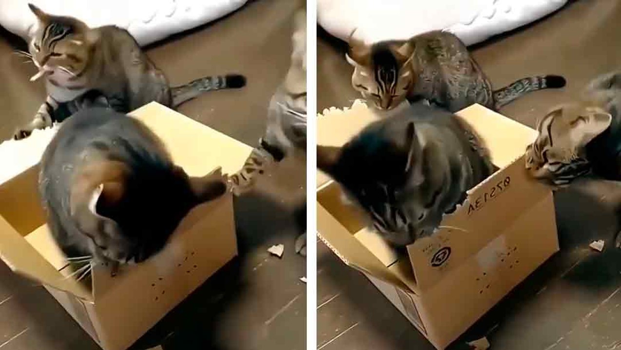 Lustiges Video: Sie werden kaum zerstörerischere Katzen finden als diese.