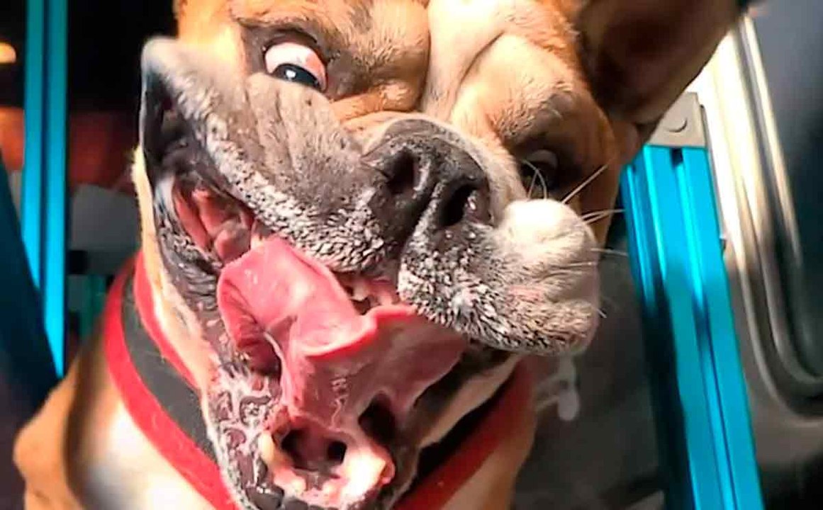 Zeitlupen-Video zeigt, was mit dem Gesicht eines Bulldogs auf einem Laufband passiert.