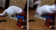 Videosammlung zeigt, wie sehr Katzen vor Gurken Angst haben.